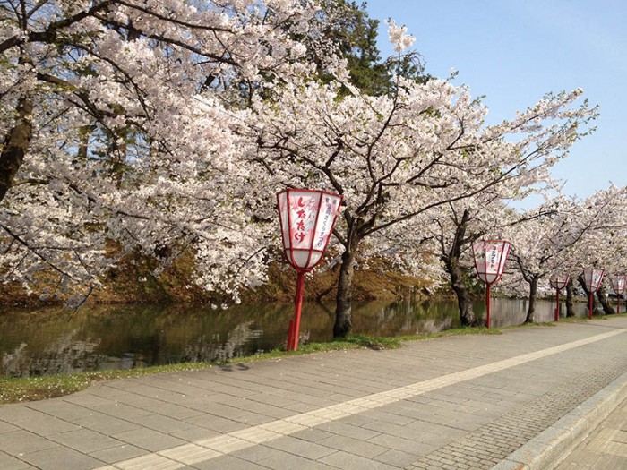 がん研アカデミー桜